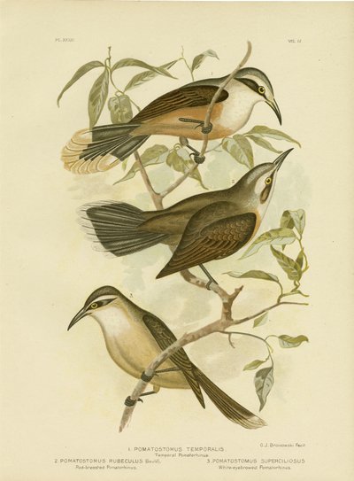 Pomatorhinus temporal o Babbler de corona gris, 1891 de Gracius Broinowski